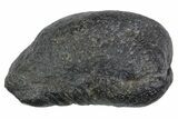 Large Fossil Whale Ear Bone - South Carolina #352635-1